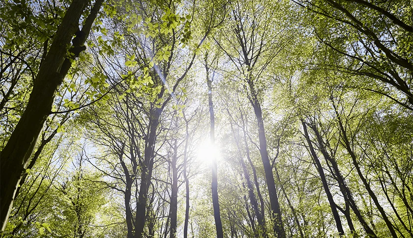 Ein Lichtstrahl leuchtet zwischen den Bäumen eines Waldes (Foto)